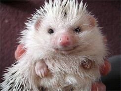hedgehog.gif