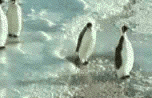 6.penguins.gif
