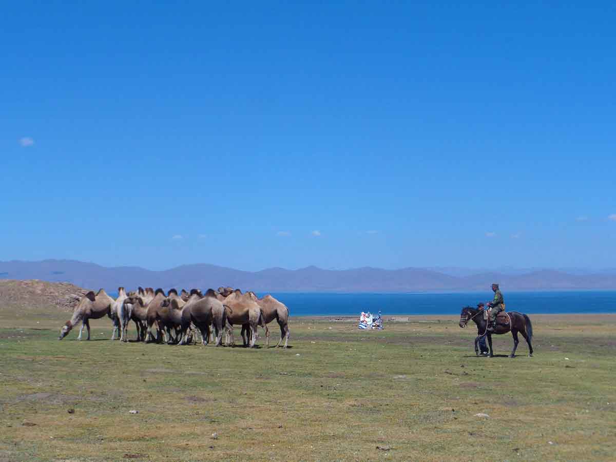 stuart-cycle-tour-camels.jpg