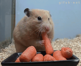 hamster.gif